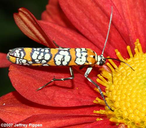 Ailanthus Webworm Moth (Atteva punctella)