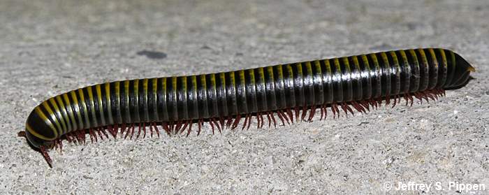 Yellow-banded Millipede, Bumblebee Millipede (Anadenobolus monilicornus)