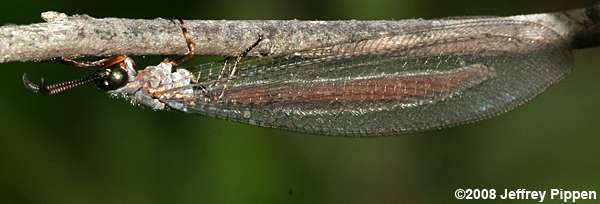 antlion