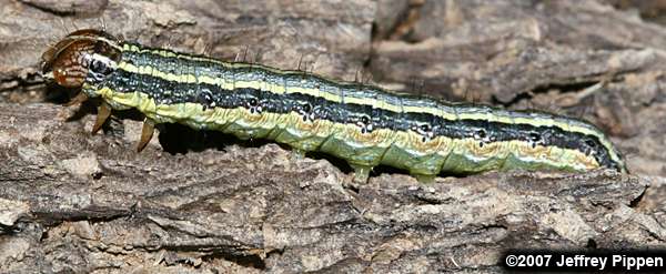 Armyworm