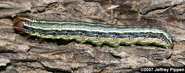 Armyworm