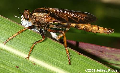 Robberfly (Asilus sericeus)