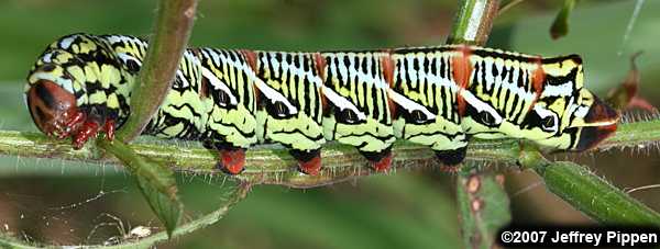 Banded Sphinx (Eumorpha fasciata)