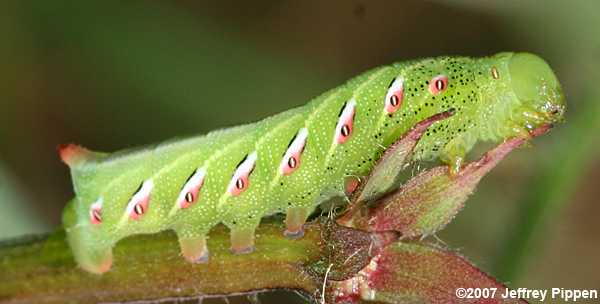 Banded Sphinx (Eumorpha fasciata)