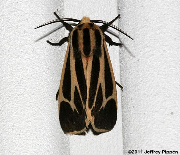 Banded Tiger Moth (Apantesis vittata)