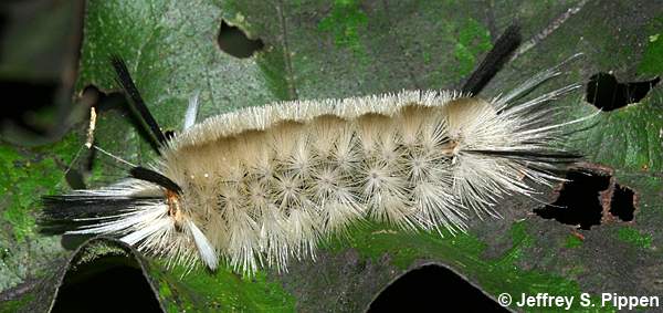 Banded Tussock Moth (Halysidota tessellaris)