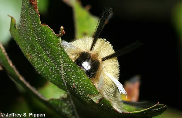 Banded Tussock Moth (Halysidota tessellaris)