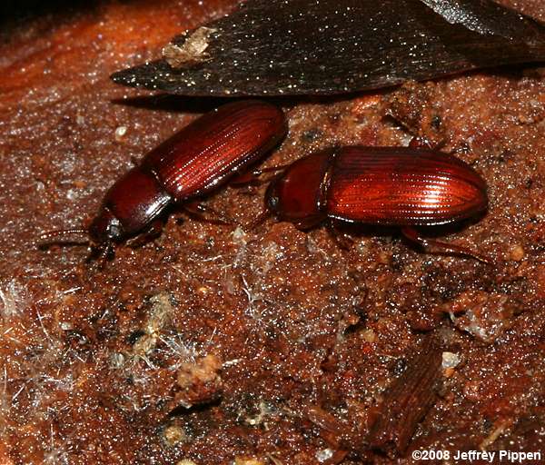 Punctate Uloma (Uloma punctulata)