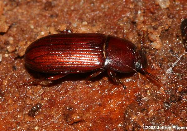 Punctate Uloma (Uloma punctulata)