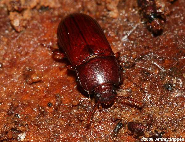 Punctate Uloma (Uloma punctulata)