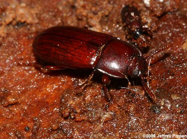 Punctate Uloma (Uloma punctulata)