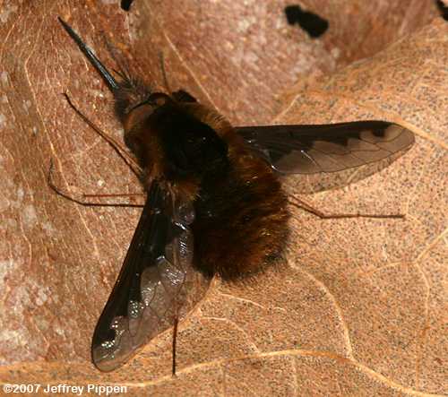 bee fly