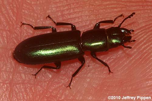 Temnoscheila virescens