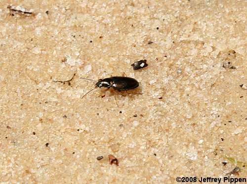 Bembidion ground beetle