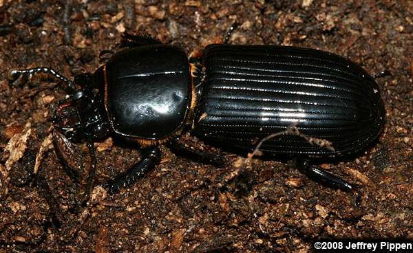 Bess Beetle, Horned Passalus (Odontotaenius disjunctus)