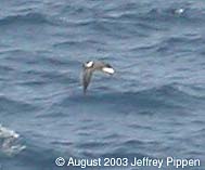 Black-capped Petrel