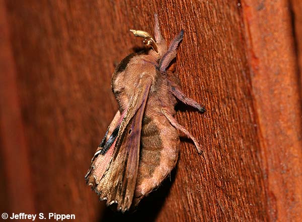 Blinded Sphinx Moth (Paonias excaecata)