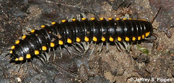 Cyanide Millipede (Boraria stricta)