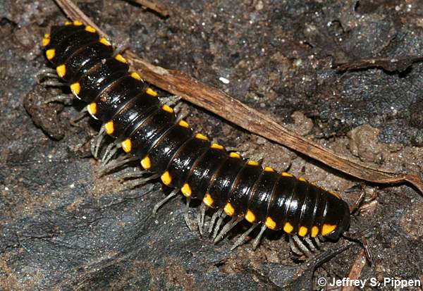 Cyanide Millipede (Boraria stricta)