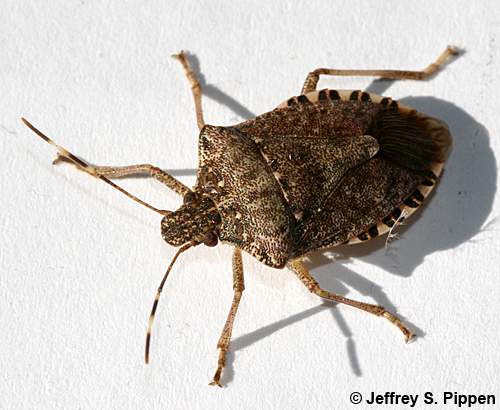 Brown Marmorated Stinkbug (Halyomorpha halys)