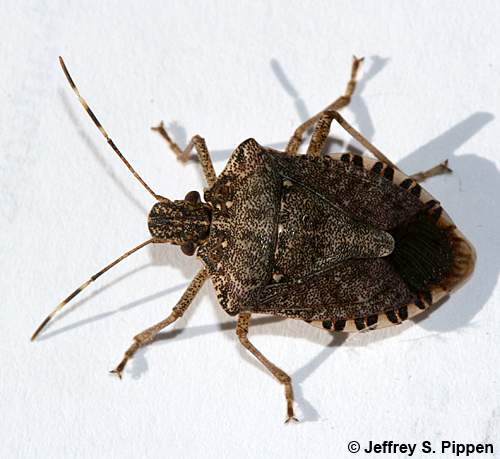 Brown Marmorated Stinkbug (Halyomorpha halys)