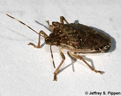 Brown Marmorated Stinkbug (Halyomorpha halys)