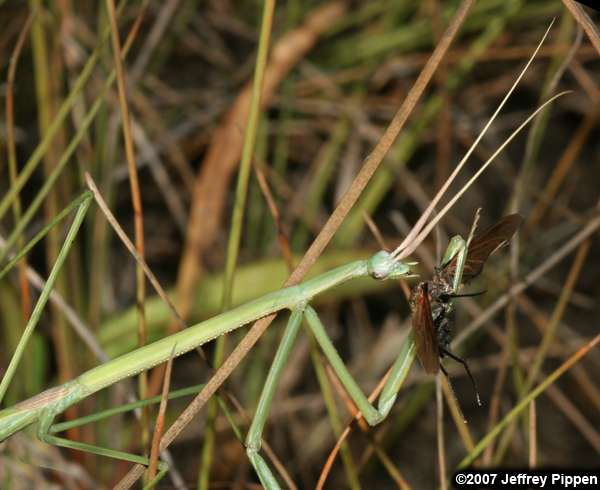 Brunner's Mantis (Brunneria borealis)