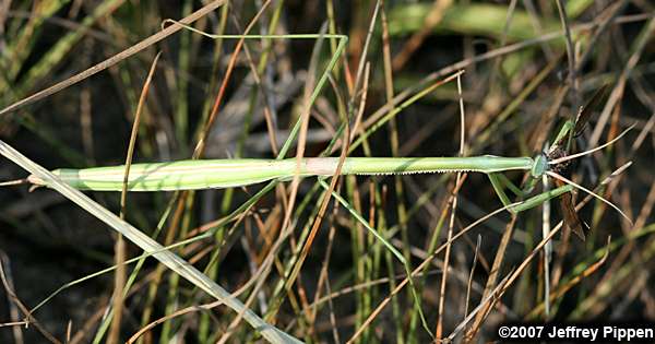 Brunner's Mantis (Brunneria borealis)