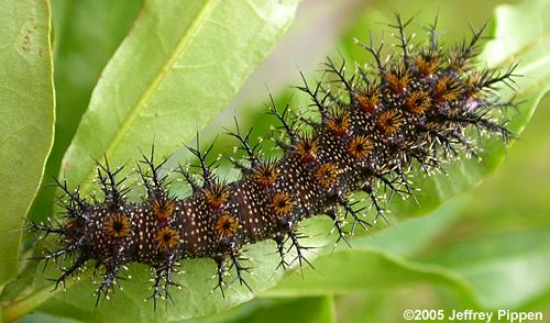 Buck Moth (Hemileuca maia) larva