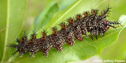 Buck Moth (Hemileuca maia) larva caterpillar