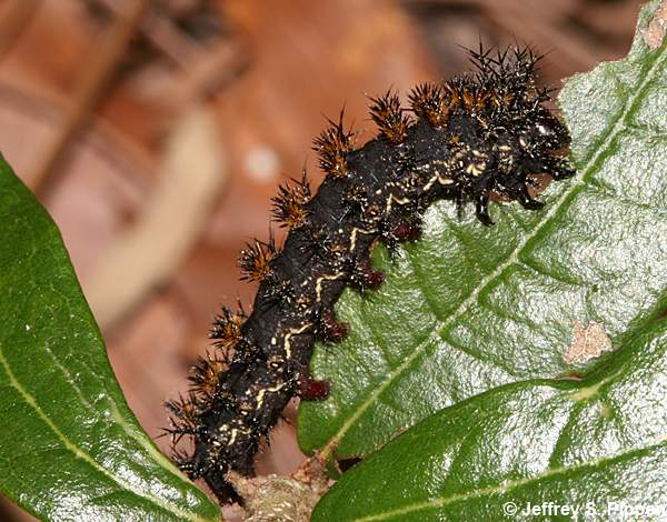 Buck Moth (Hemileuca maia) larva