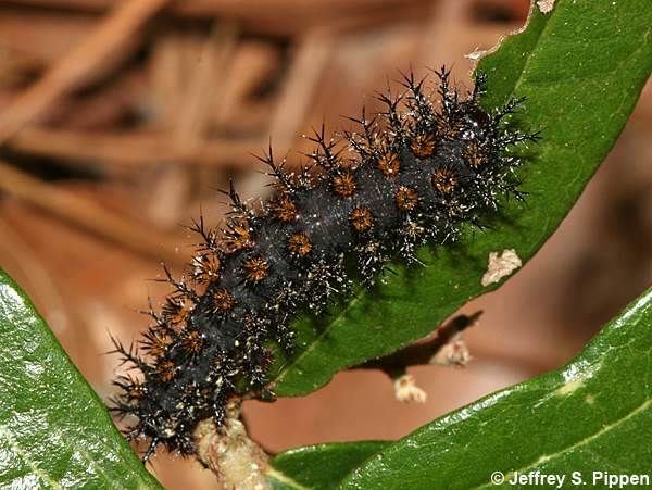 Buck Moth (Hemileuca maia) larva