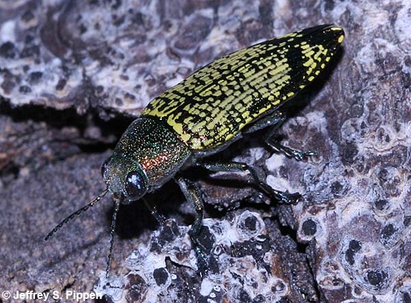 Confluent Wood-boring Beetle, Confluent Jewel Beetle (Buprestis confluens)