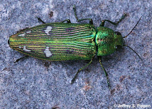 Lang's Wood-boring Beetle (Buprestis langii)