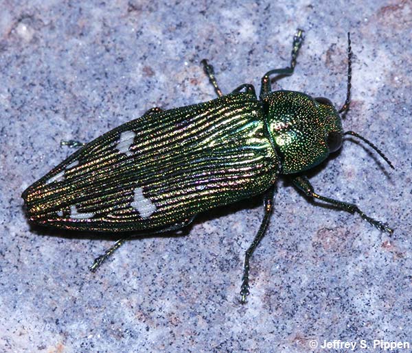 Lang's Wood-boring Beetle (Buprestis langii)