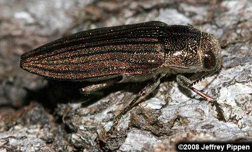 Striated Borer (Buprestis striata)