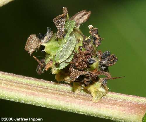 Camouflaged Looper (Synchlora aerata)