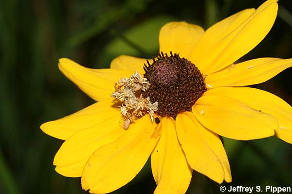 Camouflaged Looper (Synchlora aerata)