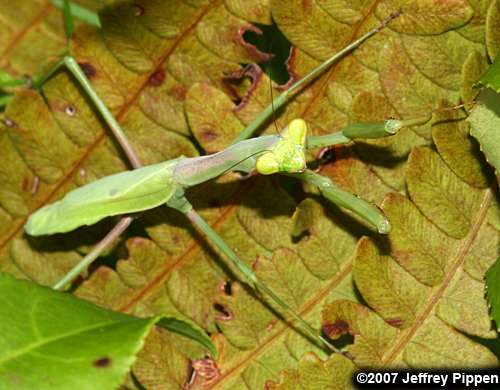 Carolina Mantis (Stagmomantis carolina)