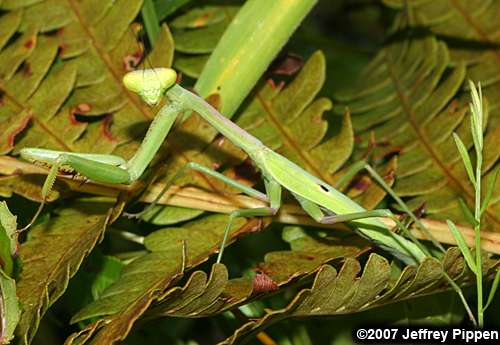 Carolina Mantis (Stagmomantis carolina)