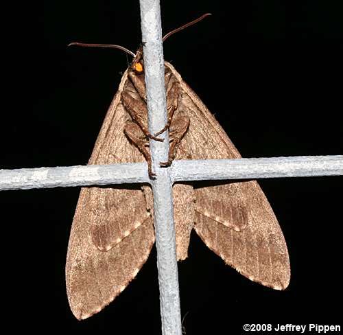 Catalpa Sphinx (Ceratomia catalpae)