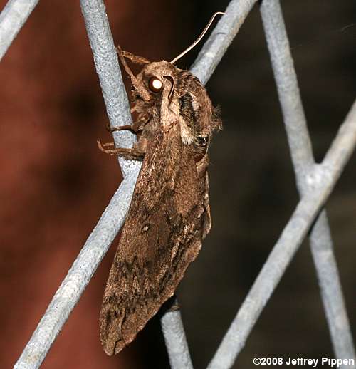 Catalpa Sphinx (Ceratomia catalpae)