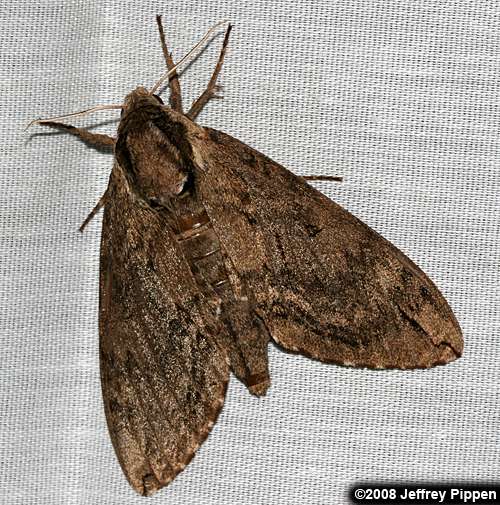 Catalpa Sphinx (Ceratomia catalpae)