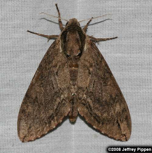 Catalpa Sphinx (Ceratomia catalpae)