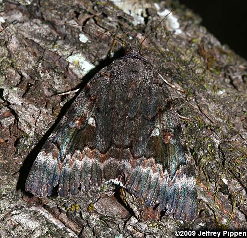 Epione Underwing (Catocala epione)