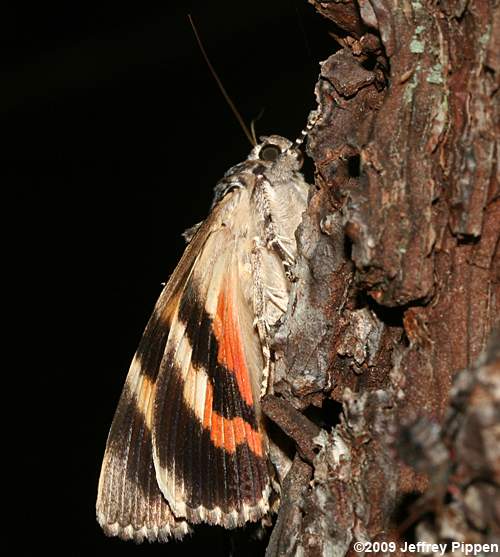 Ilia Underwing(Catocala ilia)