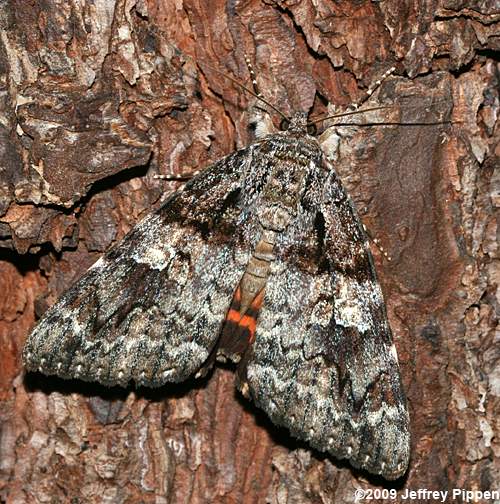 Ilia Underwing(Catocala ilia)