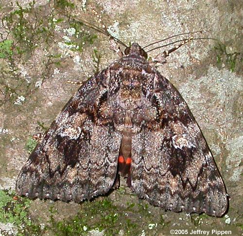 Ilia Underwing(Catocala ilia)