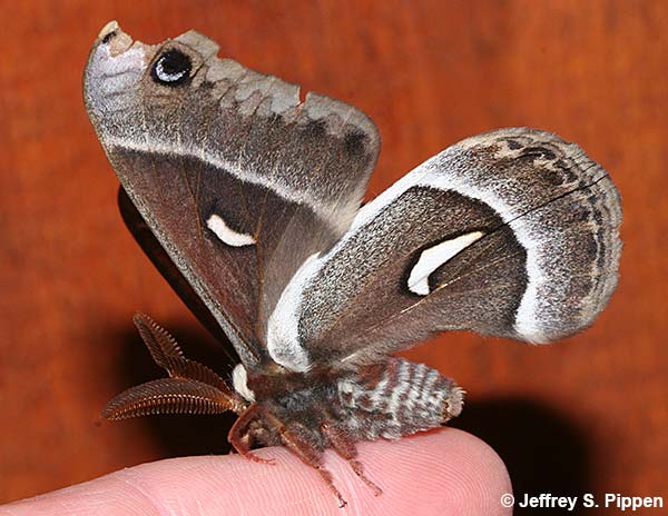 Ceanothus Silk Moth (Hyalophora euryalus)