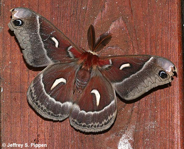 Ceanothus Silk Moth (Hyalophora euryalus)